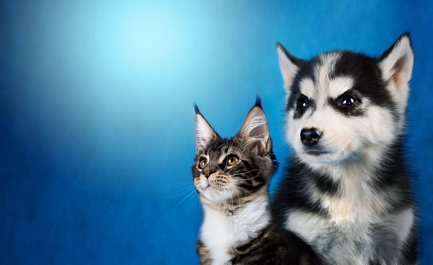 Bien nourrir mon chien ou mon chat
