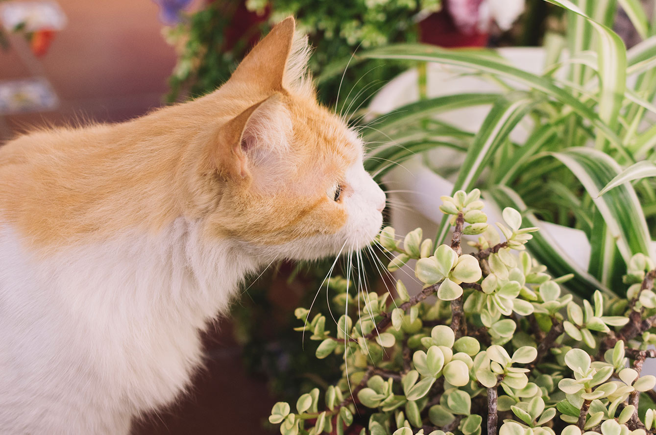 Plantes toxiques pour les chats et chiens : lesquelles éviter et quels sont les symptômes ?
